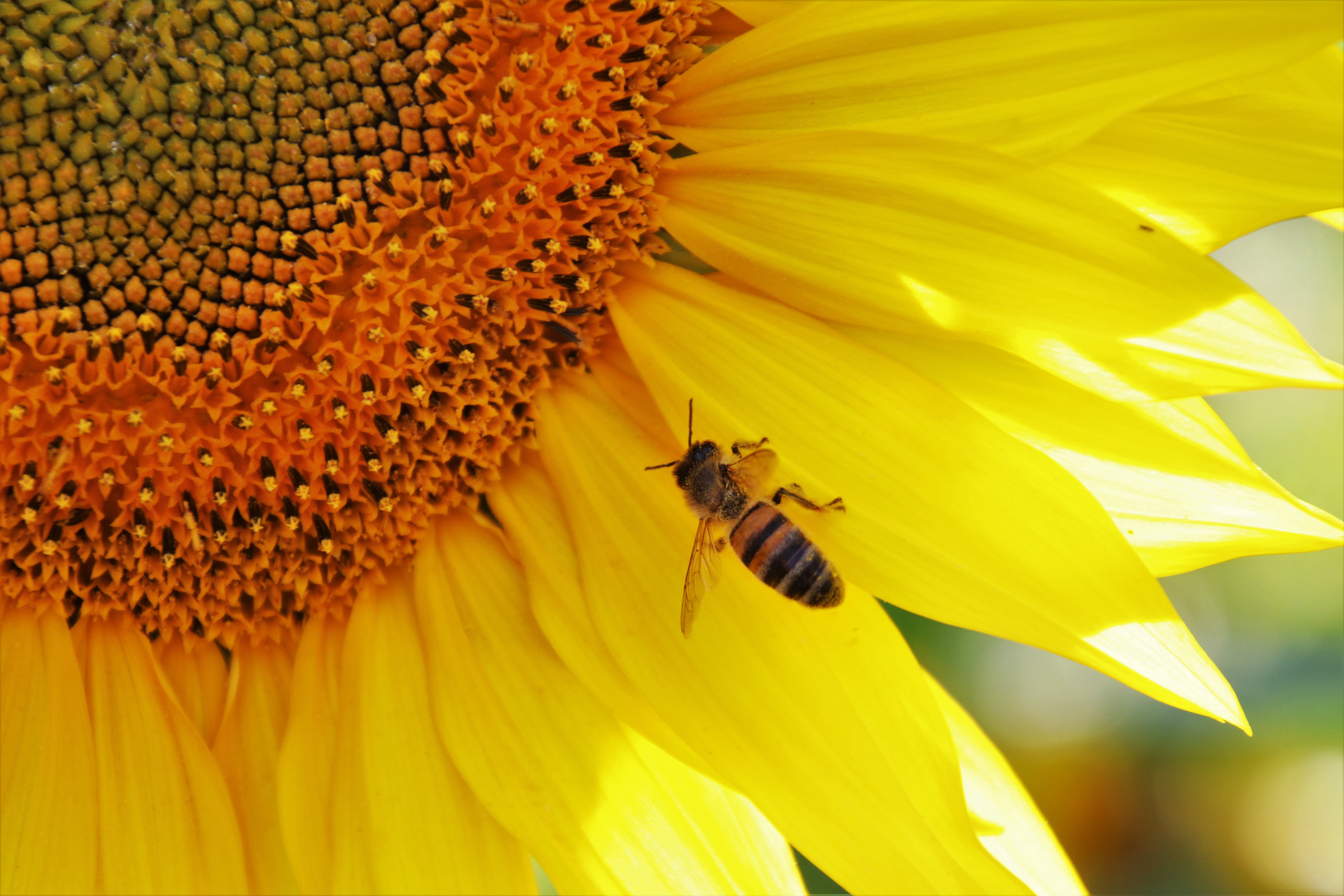 sunflower bee